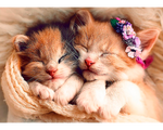 Rompecabezas Gatitos Durmiendo. 500 Piezas. Marca Trefl