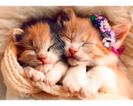 Rompecabezas Gatitos Durmiendo. 500 Piezas. Marca Trefl