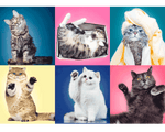 Rompecabezas Gatitos. 500 Piezas Marca Trefl