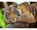 Rompecabezas Retrato de Tigre. 500 Piezas Marca Trefl