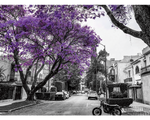 Viva México Jacarandas, Ciudad de México Rompecabezas 1000 Piezas. Marca Anatolian